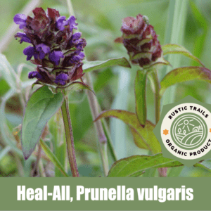 Heal-All or Self Heal, Prunella vulgaris